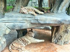 -北京野生动物园