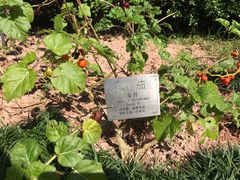 -广州神农草堂中医药博物馆