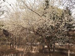 -锦绣公园
