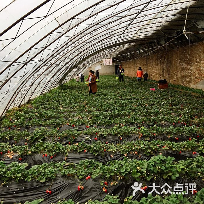 幸福草莓园草莓采摘