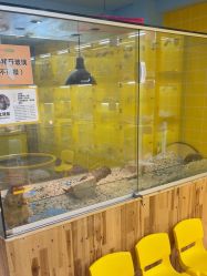 点击看大图 -神奇动物撸宠馆·羊驼·小浣熊·异宠(豫园店)