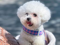 -爱侣宠医·鹦鹉专科·小型哺乳类·异宠专科(灵石路店)