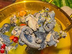 -Darling Queen·Mini·Live·House