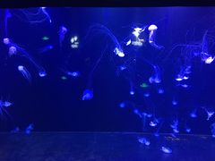 -青岛海底世界-水族馆