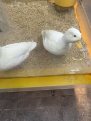 -神奇动物撸宠馆·羊驼·小浣熊·异宠(豫园店)