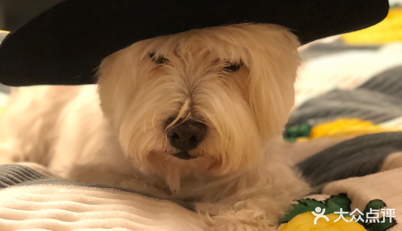 教授🐶