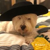 教授🐶