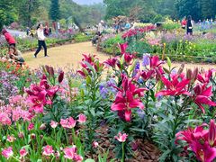 -深圳仙湖植物园