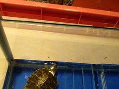 -灵龟之家百象馆(百象馆联合旗舰店)