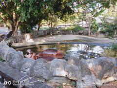 -清迈夜间动物园