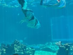 -涛·海底餐厅·美人鱼·自助餐·海底隧道(三亚海棠湾洲际度假酒店)