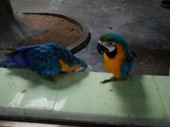 -石家庄市动物园