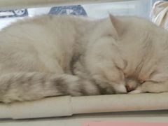 -关爱宠物医院·猫科中心·消化科(滨湖万达分院)