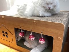 -有猫主题·治愈系猫咖(曾厝垵店)