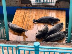 -大连圣亚海洋世界