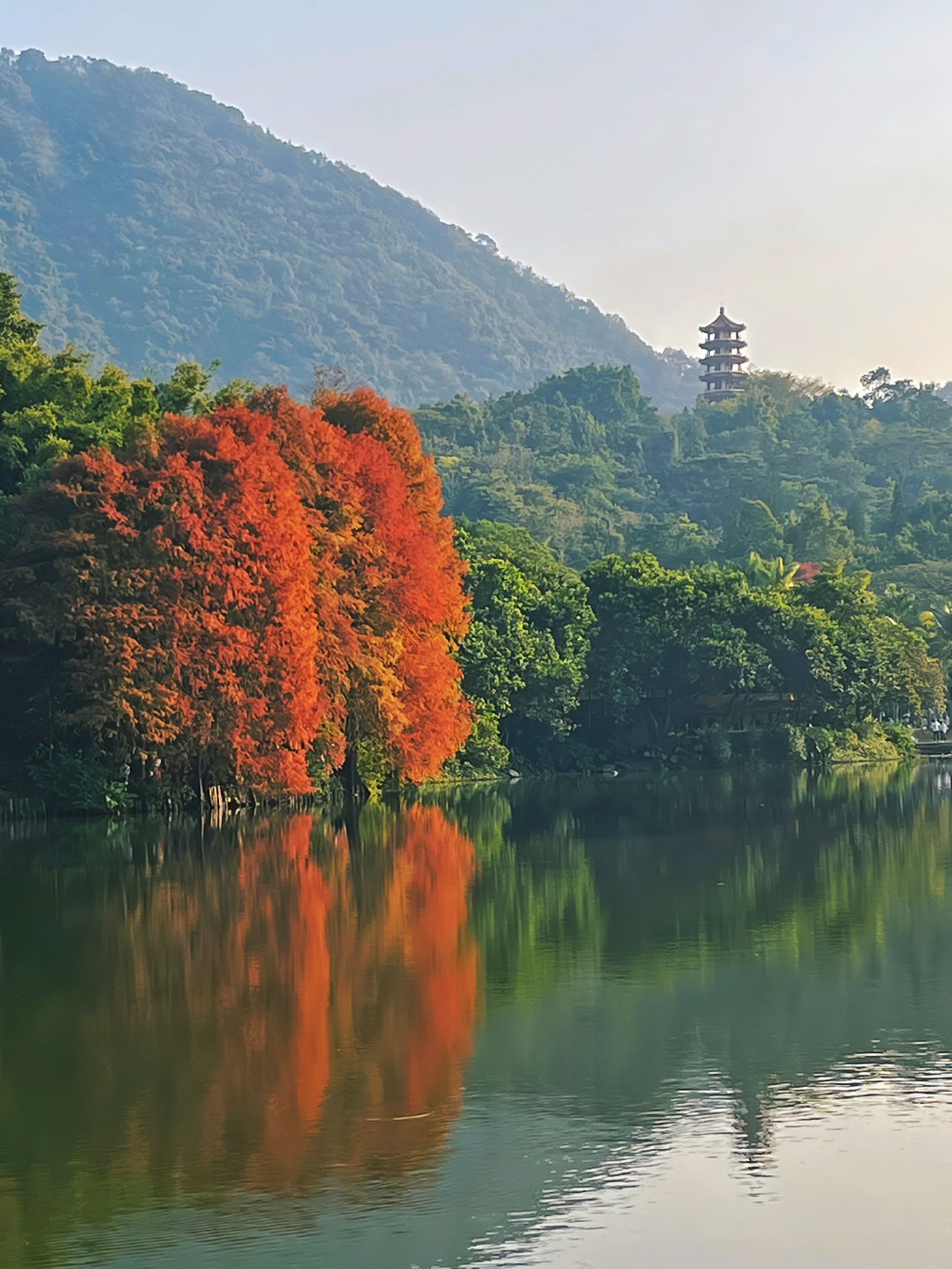 仙湖落羽杉红了,深圳的秋天来了