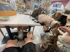 -喵园·猫主题咖啡厅·撸猫·猫咖(国贸店)
