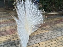 -南沙水鸟世界生态园