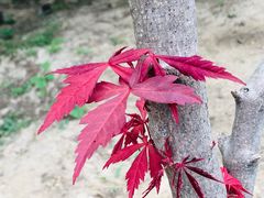 -大兴滨河森林公园