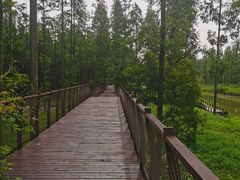 -黄海国家森林公园