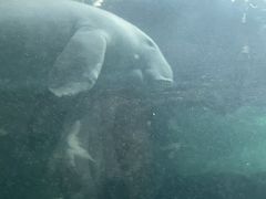 -悉尼海洋生物水族馆