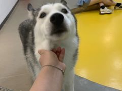 -Husky Go! 哈士奇体验馆·宠物咖啡厅狗咖