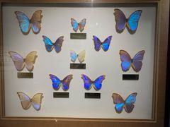 -上海昆虫博物馆