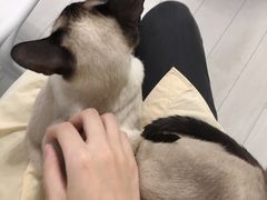 -喵的天空名猫咖啡馆·撸猫·猫舍·用品