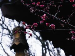 -慧因高丽寺