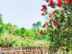 -桤木河湿地公园