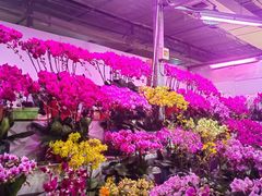 -朝来春花卉市场