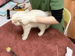 -瑞鹏宠物医院·夜间急症·心超·猫科(祖庙分店)