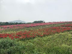-东部华侨城
