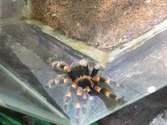 -上海大自然野生昆虫馆(东方明珠·爬宠昆虫探索中心)