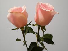 -食乐佳麻辣香锅(森林摩尔商业街区店)