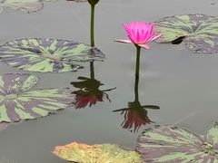 -荷花荡