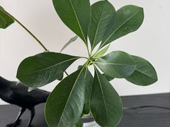 -竺桥兄弟烤鸭(总店)