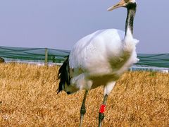 -盐城丹顶鹤湿地生态旅游区