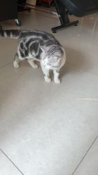 -众刺纹画·纹身·穿孔饰品·海娜定制