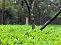 -杭州半山国家森林公园