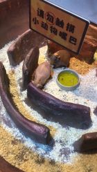 -奇幻萌宠部落(映月湖环宇城店)
