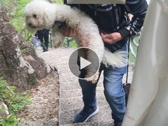 -磐安舞龙峡景区