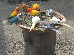 -吉隆坡雀鸟公园