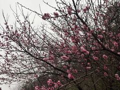 -长谷洞天