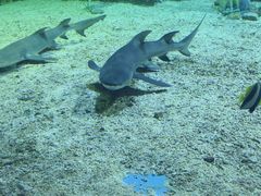 -海合安天津极地海洋公园