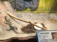 -上海大自然野生昆虫馆(东方明珠·爬宠昆虫探索中心)
