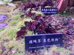 -中国科学院西双版纳热带植物园
