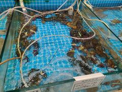 -渡海小渔村.老辈日照菜