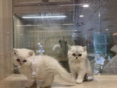-飞行喵MR PILOT|猫舍·猫咖(静安大融城店)