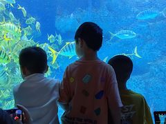 -芜湖新华联大白鲸海洋公园